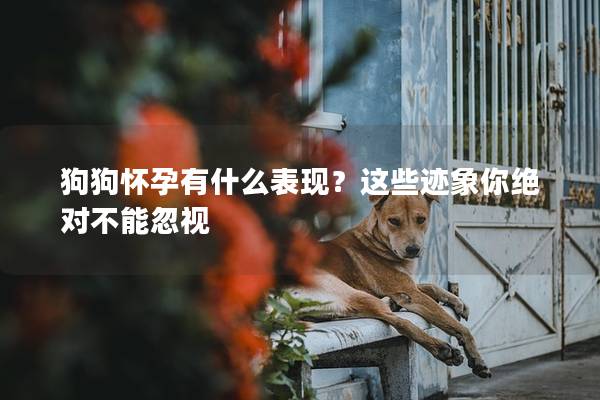 狗狗懷孕有什么表現(xiàn)？這些跡象你絕對(duì)不能忽視
